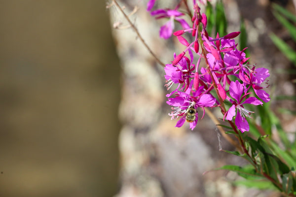The Buzz on Bees: Why Supporting Pollinators Starts at Home