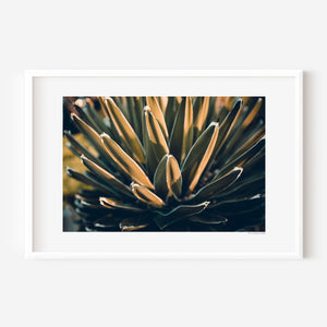 Fine art botanical close-up photo of agave leaves, capturing radial symmetry, layered texture, sharp organic geometry, and sculptural desert plant form.