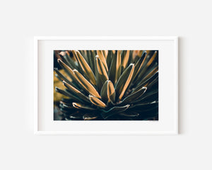 Fine art botanical close-up photo of agave leaves, capturing radial symmetry, layered texture, sharp organic geometry, and sculptural desert plant form.