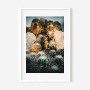Fine art botanical photo of miniature cacti forming a mountain-like desert terrain, capturing sculptural spines, layered forms, texture, and natural landscape geometry.