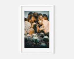 Fine art botanical photo of miniature cacti forming a mountain-like desert terrain, capturing sculptural spines, layered forms, texture, and natural landscape geometry.