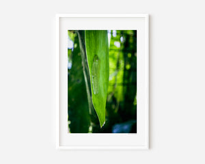 Fine art photograph of a green tree frog resting on a leaf, subtly camouflaged, with soft tones, texture, rewarding close observation, and a sense of calm.