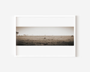 Cheetah resting alone in Central Serengeti National Park, Tanzania — surrounded by soft light and open space. Fine art wildlife print evoking solitude and quiet beauty.