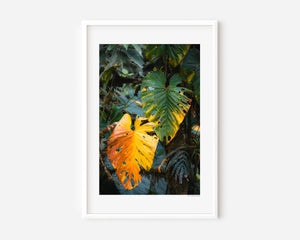 Fine art photograph of an elephant ear leaf in warm ember tones, highlighting texture, colour, form, and the serene beauty of tropical nature.