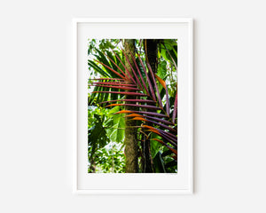 Fine art photograph of ember-toned palm fronds blending into green rainforest foliage, highlighting colour harmony, texture, and tropical natural beauty.
