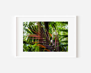 Fine art photograph of a palm branch in warm ember tones set against a green rainforest, highlighting colour contrast, texture, and tropical natural beauty.
