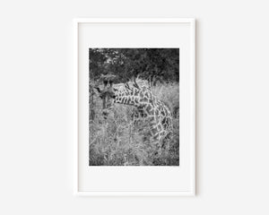 Fine art wildlife photography of a giraffe feeding with birds on its neck in Serengeti National Park, Tanzania.