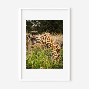 Fine art wildlife photography of a giraffe feeding with birds on its neck in Serengeti National Park, Tanzania.