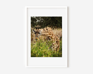 Fine art wildlife photography of a giraffe feeding with birds on its neck in Serengeti National Park, Tanzania.