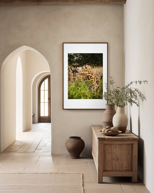 Fine art wildlife photography of a giraffe feeding with birds on its neck in Serengeti National Park, Tanzania.