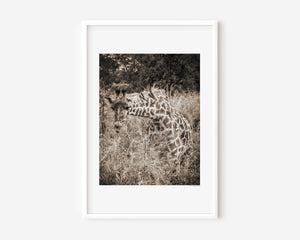 Fine art wildlife photography of a giraffe feeding with birds on its neck in Serengeti National Park, Tanzania.