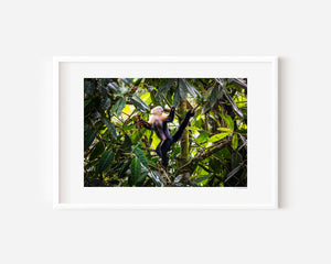 Fine art photograph of a white-faced Capuchin monkey foraging in a tree, picking berries among branches, with natural colour, texture, and playful wildlife behaviour.