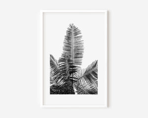 Fine art photograph of a tropical palm tree from the ground, shown in colour, black-and-white, and sepia, highlighting vertical lines, silhouette, form, and the serene beauty of nature.