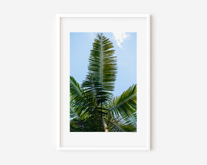 Fine art photograph of a tropical palm tree from the ground, shown in colour, black-and-white, and sepia, highlighting vertical lines, silhouette, form, and the serene beauty of nature.