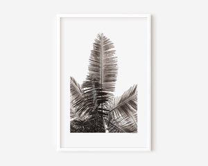 Fine art photograph of a tropical palm tree from the ground, shown in colour, black-and-white, and sepia, highlighting vertical lines, silhouette, form, and the serene beauty of nature.
