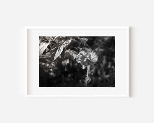 Hibiscus flower with rain droplets on petals, tropical bloom captured in soft light, fine art photography print.