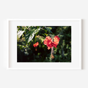 Hibiscus flower with rain droplets on petals, tropical bloom captured in soft light, fine art photography print.