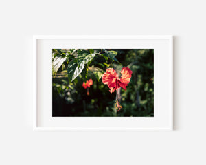 Hibiscus flower with rain droplets on petals, tropical bloom captured in soft light, fine art photography print.