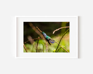 Fine art photograph of a hummingbird with a curious tilt, capturing iridescent feathers, texture, and the subtle beauty of a serene wildlife scene.