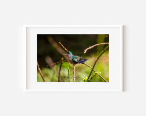 Fine art photograph of a hummingbird perched on a branch, highlighting iridescent feathers, texture, and the quiet beauty of a serene wildlife scene.
