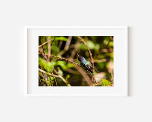 Fine art photograph of a colourful hummingbird scratching.