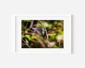 Fine art photograph of a hummingbird taking off with wings fully extended, showcasing movement, grace, and natural beauty in a dynamic wildlife scene.