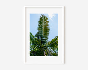 Fine art photograph of a tropical palm tree from the ground, shown in colour, black-and-white, and sepia, highlighting vertical lines, silhouette, form, and the serene beauty of nature.