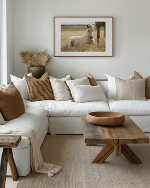 Icelandic foal resting quietly in grass, illuminated by soft, natural light