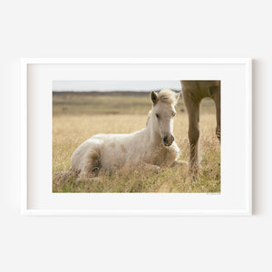 Icelandic foal resting quietly in grass, illuminated by soft, natural light