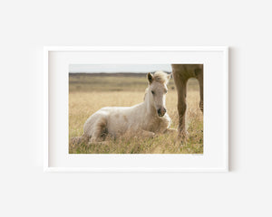 Icelandic foal resting quietly in grass, illuminated by soft, natural light