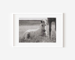 Icelandic foal resting quietly in grass, illuminated by soft, natural light