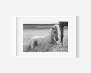 Sleeping Icelandic foal curled up in grass, captured in a quiet, dreamlike moment