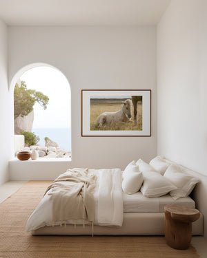 Sleeping Icelandic foal curled up in grass, captured in a quiet, dreamlike moment