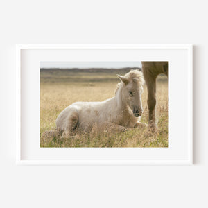 Sleeping Icelandic foal curled up in grass, captured in a quiet, dreamlike moment