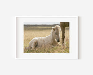 Sleeping Icelandic foal curled up in grass, captured in a quiet, dreamlike moment