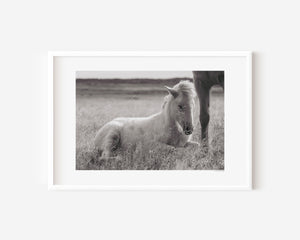 Sleeping Icelandic foal curled up in grass, captured in a quiet, dreamlike moment