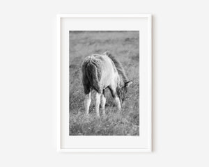 Fífill (Dandelion) fine art photograph of a fluffy Icelandic foal in golden light, capturing the softness and innocence of new life.