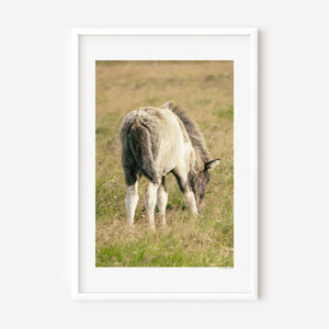 Fífill (Dandelion) fine art photograph of a fluffy Icelandic foal in golden light, capturing the softness and innocence of new life.