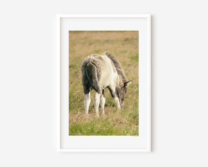 Fífill (Dandelion) fine art photograph of a fluffy Icelandic foal in golden light, capturing the softness and innocence of new life.
