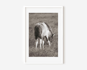 Fífill (Dandelion) fine art photograph of a fluffy Icelandic foal in golden light, capturing the softness and innocence of new life.
