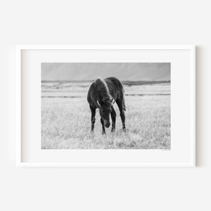 Fine art photograph of a black Icelandic foal standing in twilight grass, titled Nótt (Night).