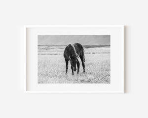 Fine art photograph of a black Icelandic foal standing in twilight grass, titled Nótt (Night).
