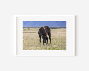 Fine art photograph of a black Icelandic foal standing in twilight grass, titled Nótt (Night).