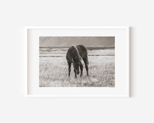 Fine art photograph of a black Icelandic foal standing in twilight grass, titled Nótt (Night).