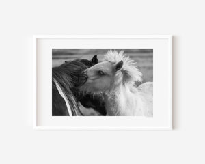 Black and white Icelandic ponies standing close together in the open landscape, their manes entwined in the wind, embodying balance and connection.