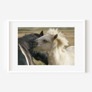 Black and white Icelandic ponies standing close together in the open landscape, their manes entwined in the wind, embodying balance and connection.
