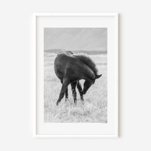 Black Icelandic pony in a gentle twisting pose, standing in grass, captured in soft natural light.