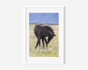 Black Icelandic pony in a gentle twisting pose, standing in grass, captured in soft natural light.