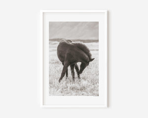 Black Icelandic pony in a gentle twisting pose, standing in grass, captured in soft natural light.