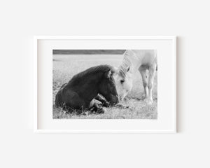 Icelandic pony foal leaning gently toward its mother, captured in a quiet moment of harmony and connection.